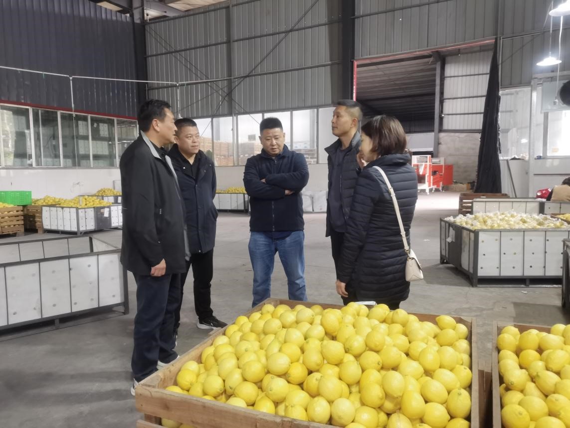 調(diào)研檸檬之都，探尋水果合作機(jī)遇